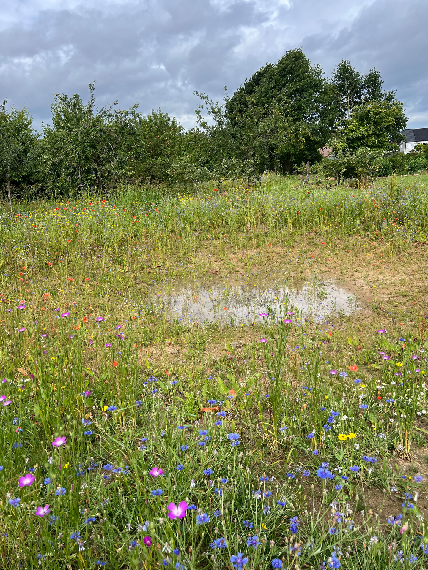 05 Project TDR   Steenhuffel